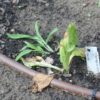 Alraune – ein Heilmittel? Alraune Pflanze