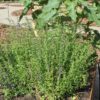 Flachs oder Lein | Inhaltsstoffe und Wirkung Flachs oder Lein