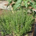 Flachs oder Lein | Inhaltsstoffe und Wirkung