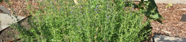 Flachs oder Lein | Inhaltsstoffe und Wirkung Flachs oder Lein