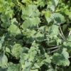 Kohlrabi: Gesunde Rübe und leckeres Rezept Kohlrabi