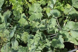 Kohlrabi