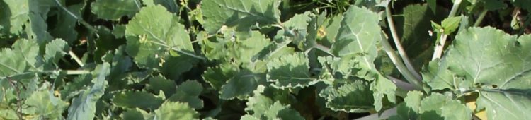 Kohlrabi: Gesunde Rübe und leckeres Rezept Kohlrabi