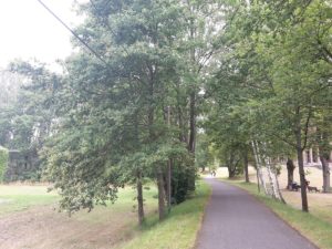 Wege im Spreewald