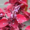 Können rote Pflanzen Fotosynthese vornehmen? Buntnessel Bluete