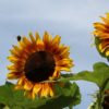 Sonnenblumen und ihre Heilkraft Sonnenblumen