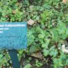 Schlüsselblume – bei Erkältung und Grippe Schluesselblume