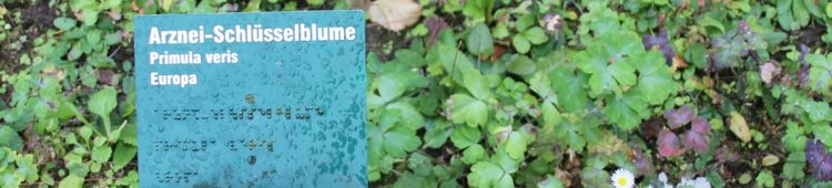 Schlüsselblume – bei Erkältung und Grippe Schluesselblume