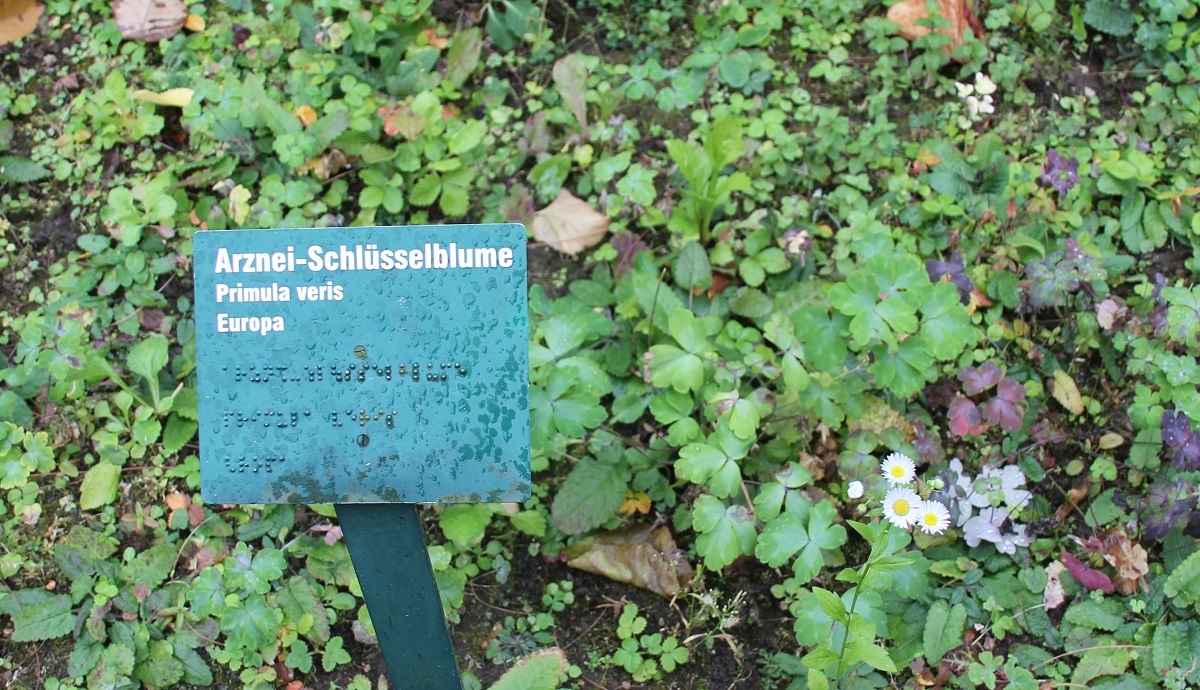 Schluesselblume