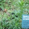 Marien- oder Madonnenlilie Marienlilie