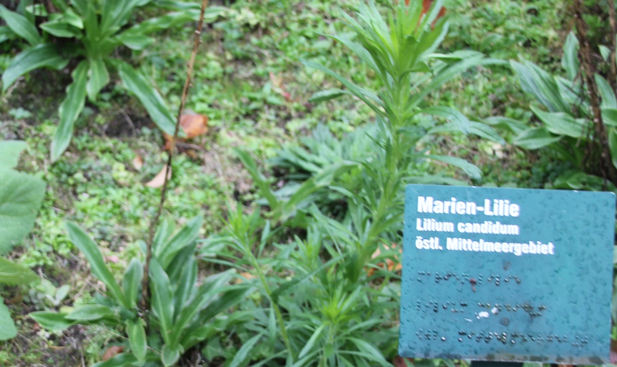 Marienlilie