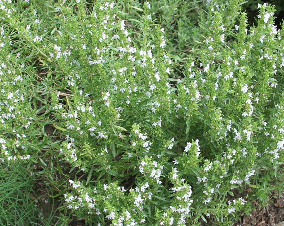 Bohnenkraut