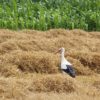 Störche & die Kinder Storch im Stroh