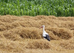 Storch im Stroh