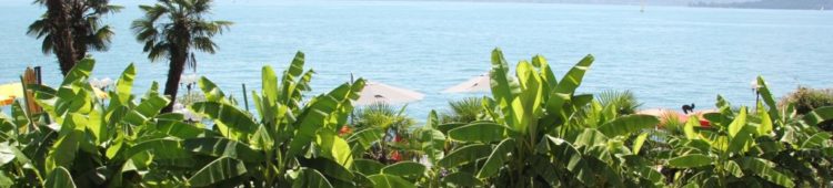 Bananen am Bodensee Bananen-am-Bodensee-