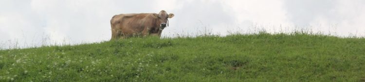 Rinder und das Methan Kuh Weide