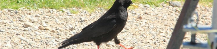 Bergdohle: Können Vögel marschieren? Bergdohle-marschiernder-vogel-1