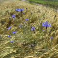 Kornblumen | Heilkräuter