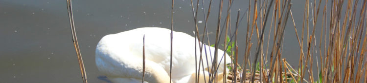 Schwäne und ihr Hals schwan-bei-der-hygiene-1