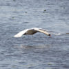 Schwäne dürfen gejagt werden schwan-im-flug-1