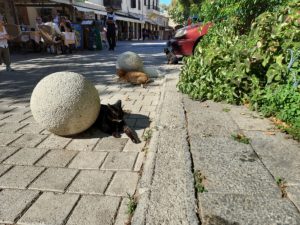Wilde Katzen Rhodos