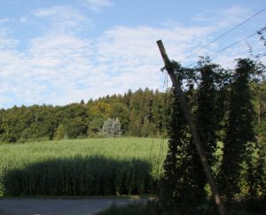 Hopfen
