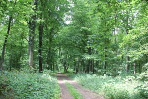 Waldwege Rheinsberg