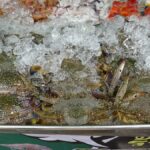 Frische Krabben Khao Lak Thailand