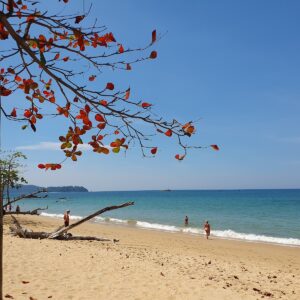 Laubbäume Strand Khao Lak Thailand