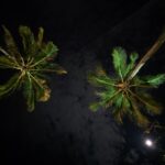 Palmen Nacht Khao Lak Thailand