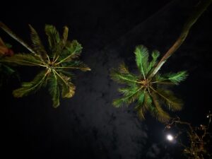 Palmen Nacht Khao Lak Thailand