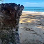Strand Totholz Khao Lak Thailand