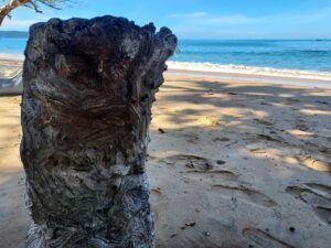 Strand Totholz Khao Lak Thailand