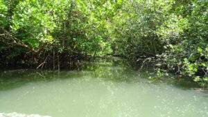 Mangrovenwälder Phang Nga Bay Thailand