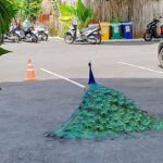 Pfau Khao Lak Eden Beach Resort Spa
