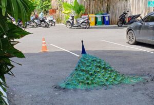 Pfau Khao Lak Eden Beach Resort Spa