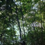 Urwald Nationalpark Khao Lak Thailand