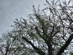 Weissdorn Baum