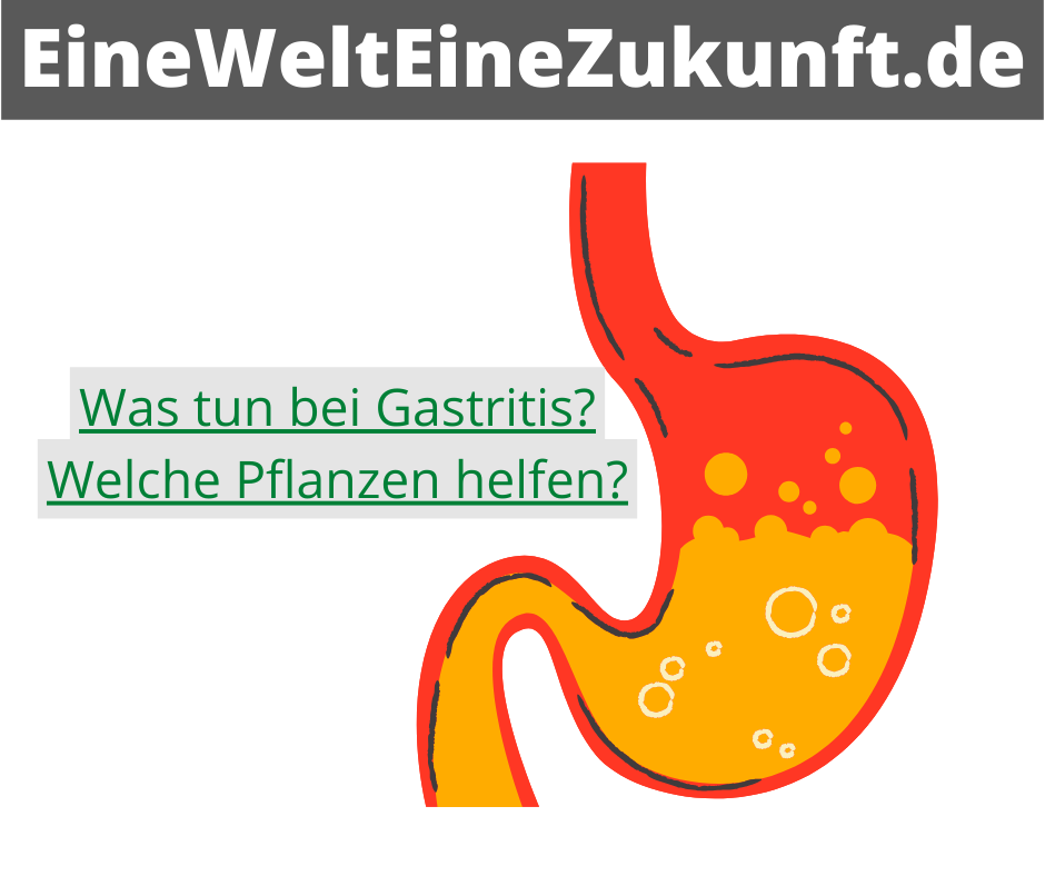Was tun bei Gastritis? Welche Pflanzen helfen?