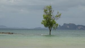 Flut Klong Muang Strand Krabi Thailand