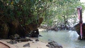 Mangroven Bäume Krabi Thailand