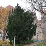 Altstadt Quedlinburg Kirche Schlossberg